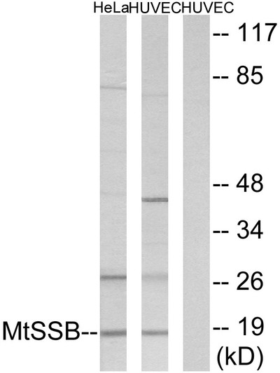 Western blot analysis of lysates from HUVEC and HeLa cells, using MtSSB Antibody. The lane on the right is blocked with the synthesized peptide.