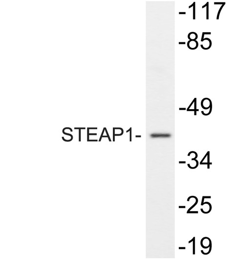 Western blot analysis of lysate from A549, using STEAP1 antibody.