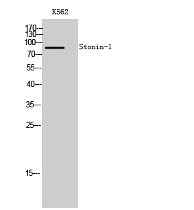 Western Blot analysis of K562 cells using Stonin-1 Polyclonal Antibody STJ95828