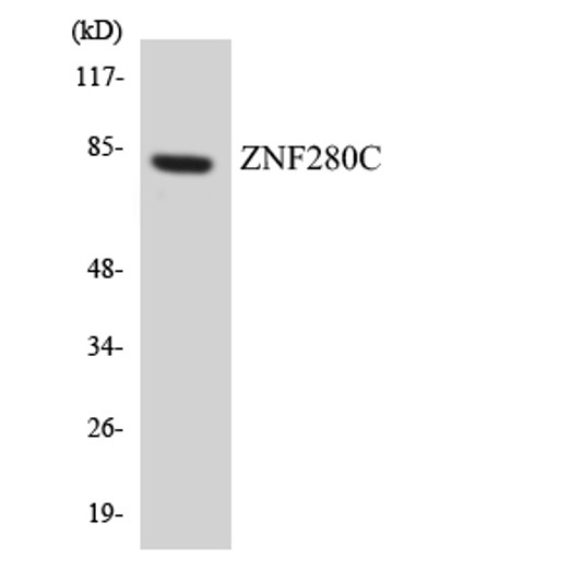 Western blot analysis of the lysates from HeLa cells using ZNF280C antibody.