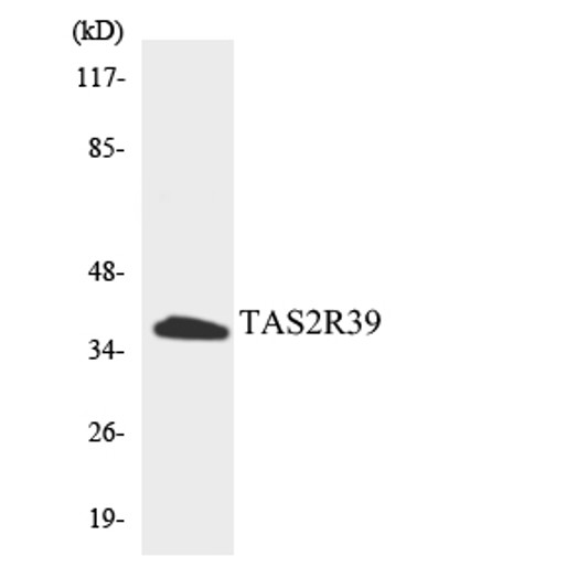 Western blot analysis of the lysates from HepG2 cells using TAS2R39 antibody.