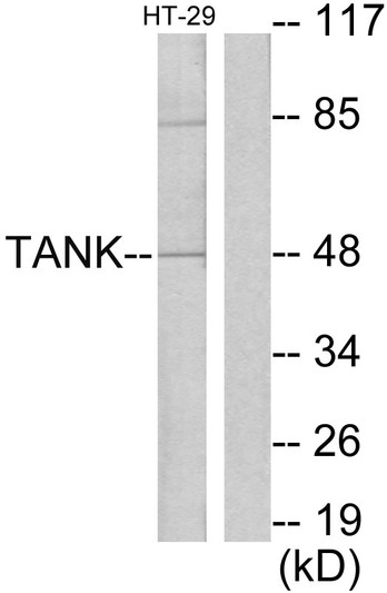 Western blot analysis of lysates from HT29 cells, using I-TRAF Antibody. The lane on the right is blocked with the synthesized peptide.