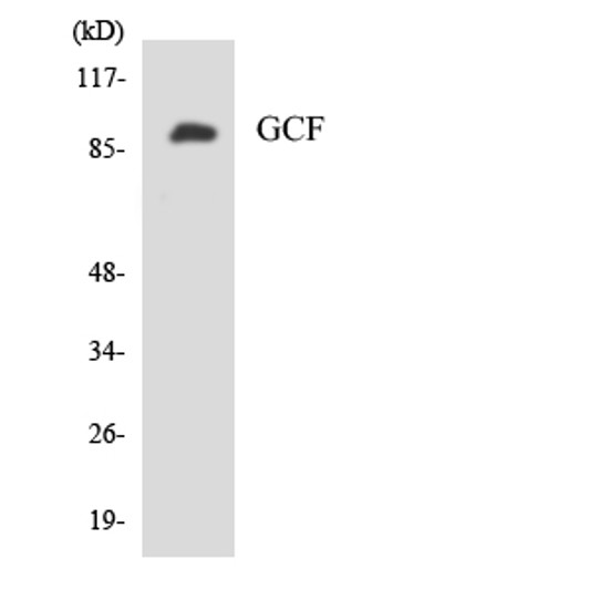 Western blot analysis of the lysates from HeLa cells using GCF antibody.