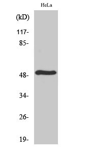 Western blot analysis of various cells using TDE2L Polyclonal Antibody STJ95957