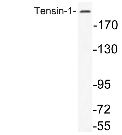 Western blot analysis of lysate from K562 cells, using Tensin-1 antibody.