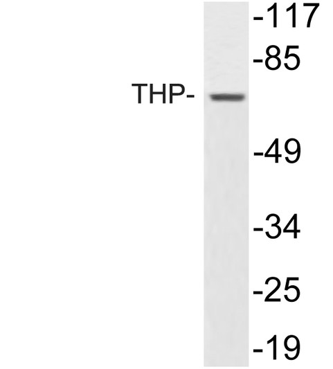 Western blot analysis of lysate from K562 cells, using THP antibody. STJ96009