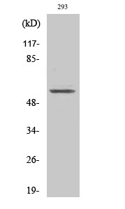 Western Blot analysis of various cells using TIEG2 Polyclonal Antibody on cells with nucleus extracted by Minute™ STJ96018