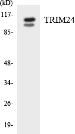 Western blot analysis of the lysates from HepG2 cells using TRIM24 antibody.