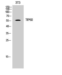 Western Blot analysis of 3T3 cells using TIP60 Polyclonal Antibody. Secondary antibody was diluted STJ96031