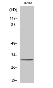 Western blot analysis of various cells using Tollip polyclonal antibody. Secondary antibody was STJ96060