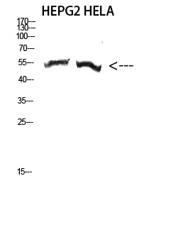 Western blot analysis of HEPG2 HELA cells using Antibody diluted at 2000. Secondary antibody was diluted at 1:20000