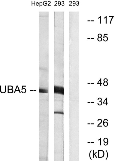 Western blot analysis of lysates from HepG2 and 293 cells, using UBA5 Antibody. The lane on the right is blocked with the synthesized peptide.