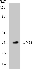 Western blot analysis of the lysates from HepG2 cells using UNG antibody.