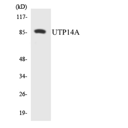 Western blot analysis of the lysates from 293 cells using UTP14A antibody.