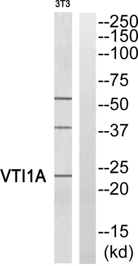 Western blot analysis of VTI1A Antibody. The lane on the right is blocked with the VTI1A peptide.
