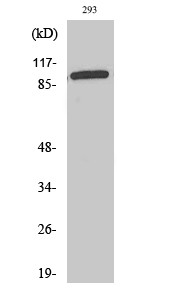 Western Blot analysis of various cells using WBSCR11 Polyclonal Antibody. Secondary antibody was STJ96266
