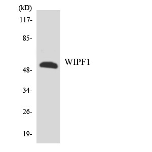 Western blot analysis of lysates from HT-29 cells using WIPF1 antibody. STJ96270