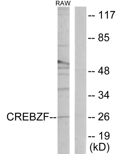 Western blot analysis of lysates from RAW264.7 cells, using CREBZF Antibody. The lane on the right is blocked with the synthesized peptide.