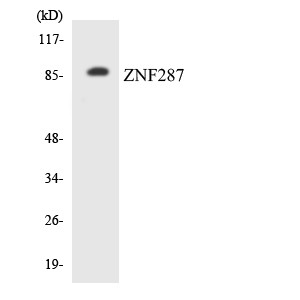 Western blot analysis of the lysates from Jurkat cells using ZNF287 antibody.