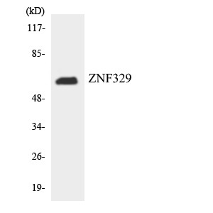 Western blot analysis of the lysates from RAW264.7cells using ZNF329 antibody.