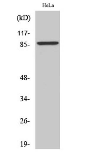 Western blot analysis of various cells using ZNF337 Polyclonal Antibody. Secondary antibody was diluted at 1:20000 cells nucleus extracted by Minute TM Cytoplasmic and Nuclear Fractionation kit (SC-003, Inventbiotech, MN, USA).