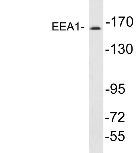 Western blot analysis of lysates from A431 cells, using EEA1 antibody.