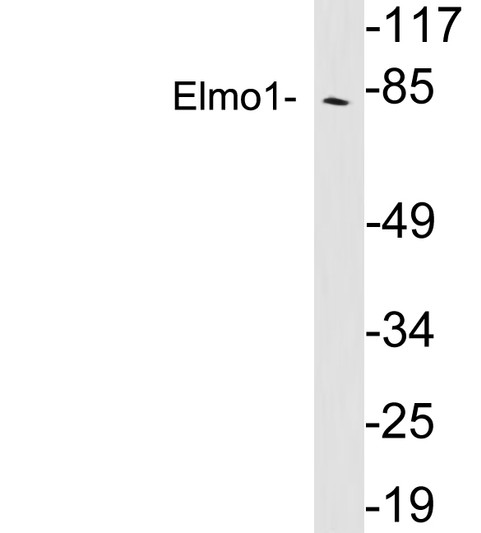 Western blot analysis of lysates from Jurkat cells, using Elmo1 antibody.