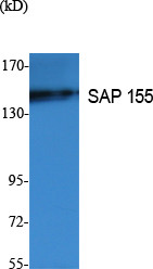 Western Blot analysis of extracts from K562 cells, using SAP 155 Polyclonal Antibody. Secondary antibody (catalog#: STJ96403