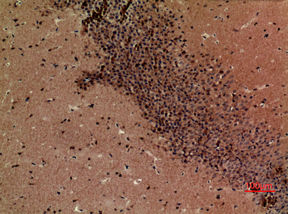 Immunohistochemical analysis of paraffin-embedded mouse-brain, antibody was diluted at 1:100