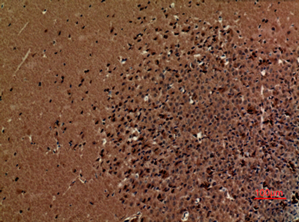 Immunohistochemical analysis of paraffin-embedded mouse-brain, antibody was diluted at 1:100