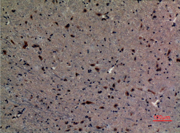 Immunohistochemical analysis of paraffin-embedded mouse-brain, antibody was diluted at 1:100