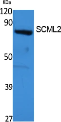 Western blot analysis of extracts from 293 cells, using SCML2 polyclonal antibody. Secondary antibody (catalog#: STJ96466