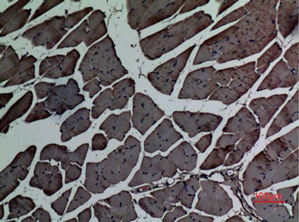 Immunohistochemical analysis of paraffin-embedded mouse-muscle, antibody was diluted at 1:100