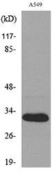 Western blot analysis of lysate from A549 cells, using TNFSF13B Antibody.