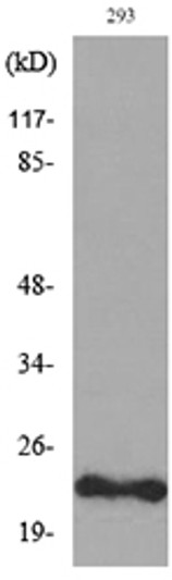 Western blot analysis of lysate from 293 cells, using FGF6 Antibody.