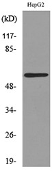 Western blot analysis of lysate from HepG2 cells, using ASIC3 Antibody.