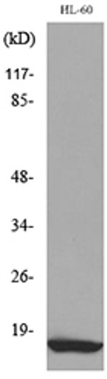 Western blot analysis of lysate from HL-60 cells, using CCL4 Antibody.