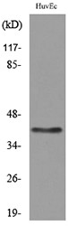 Western blot analysis of lysate from HUVEC cells, using LAYN Antibody.