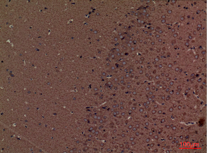 Immunohistochemical analysis of paraffin-embedded mouse-brain, antibody was diluted at 1:100