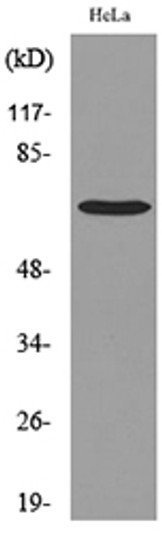 Western blot analysis of lysate from HeLa cells, using PCK1 Antibody.