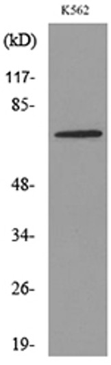 Western blot analysis of lysate from K562 cells, using TF Antibody. Western blot analysis of lysate from K562 cells, using TF Antibody.