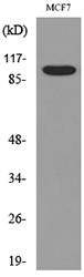 Western blot analysis of lysate from MCF7 cells, using SEMA4D Antibody.