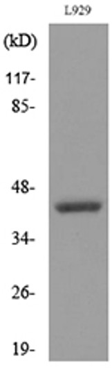 Western blot analysis of lysate from L929 cells, using CSF2RA Antibody.