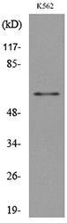 Western blot analysis of lysate from K562 cells, using SIGLEC8 Antibody.