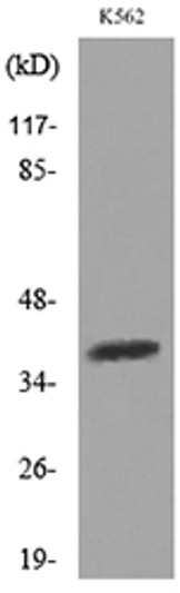 Western blot analysis of lysate from K562 cells, using SLAMF1 Antibody.