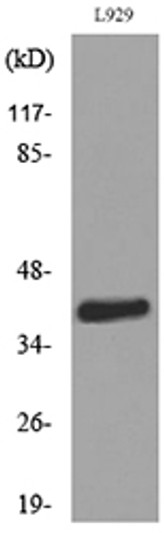 Western blot analysis of lysate from L929 cells, using CCR4 Antibody.