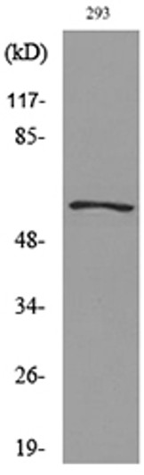 Western blot analysis of lysate from 293 cells, using GDF5 Antibody.