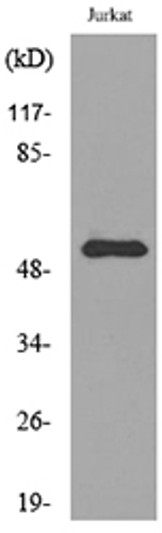 Western blot analysis of lysate from Jurkat cells, using BMP3 Antibody.