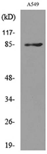 Western blot analysis of lysate from A549 cells, using MME Antibody.