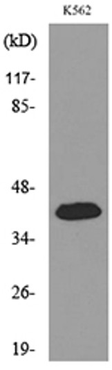 Western blot analysis of lysate from K562 cells, using CX3CL1 Antibody.